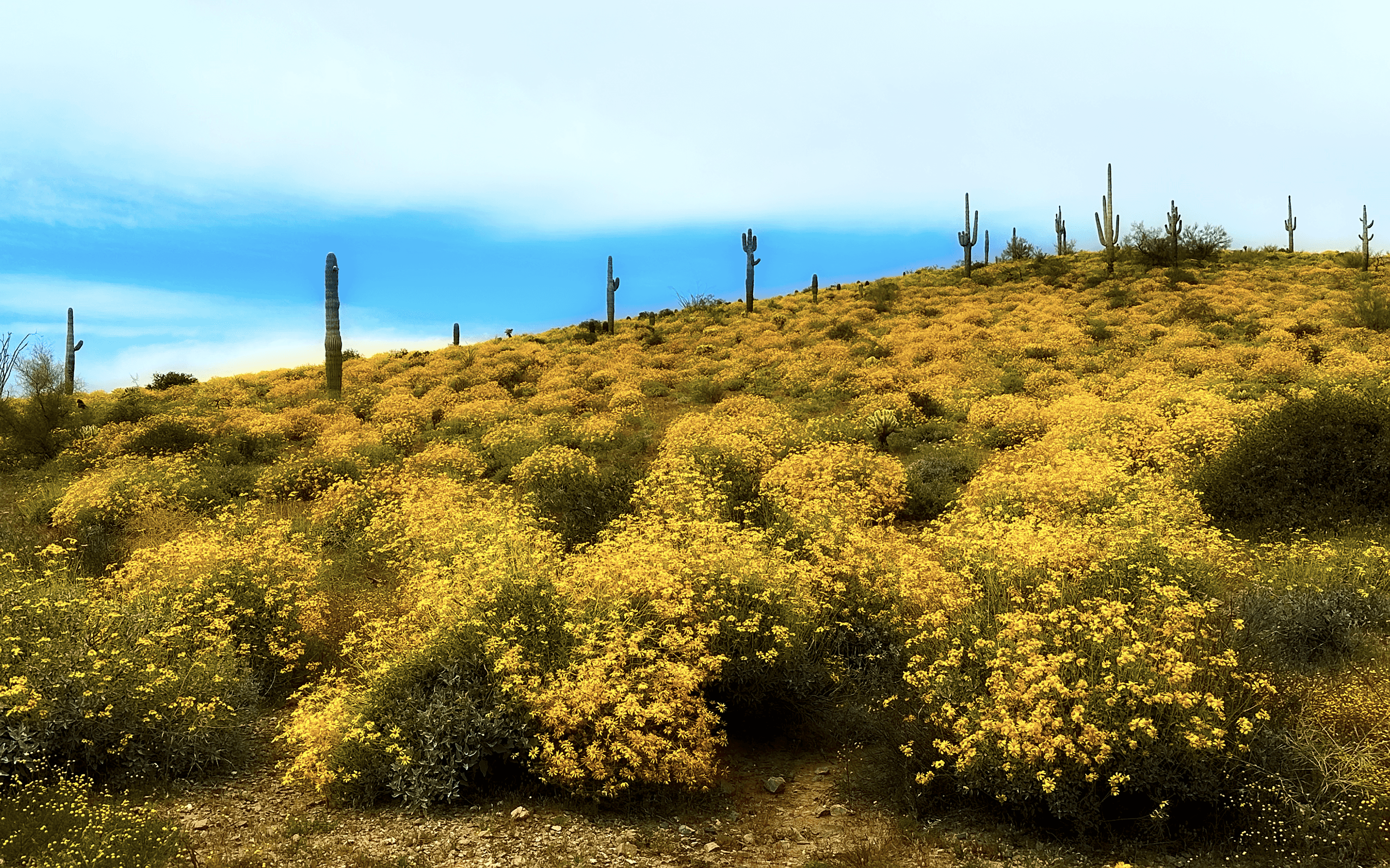 Yellow Hillside